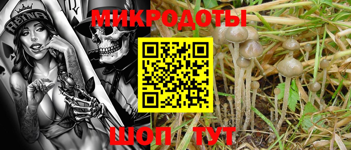 Псилоцибиновые грибы Psilocybine cubensis Минусинск